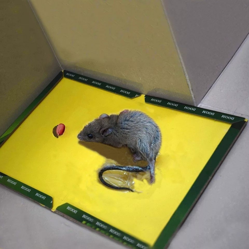 Reusable Expert Catch Mouse &Amp; Rat Glue Catch Trap - Image 5