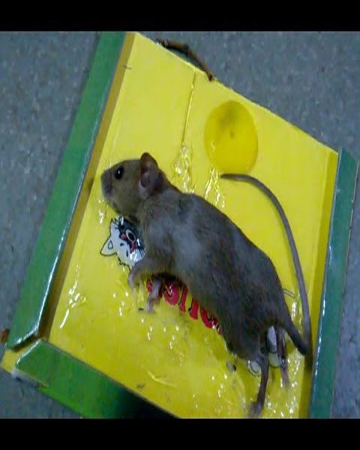 Reusable Expert Catch Mouse &Amp; Rat Glue Catch Trap - Image 2